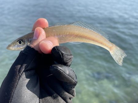キスはまだ釣れるのかな。